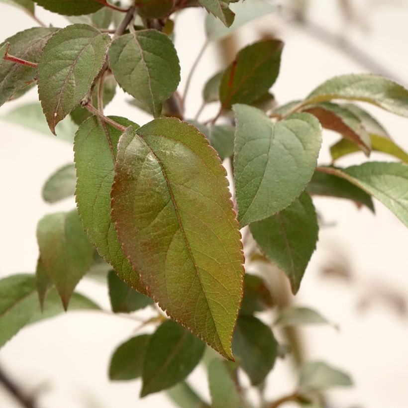 Malus Coccinella Courtarou - Melo da fiore (Foliage)