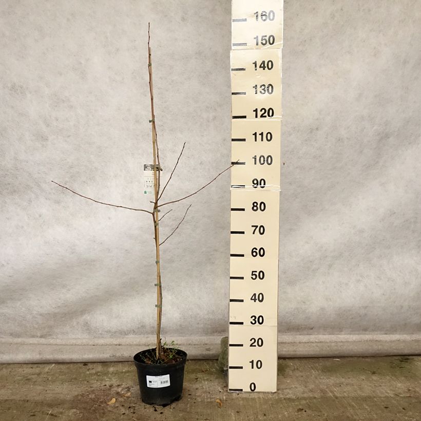 Esemplare di Pommier d'ornement - Malus Dolgo Pot de 4L/5L come consegnato in autunno