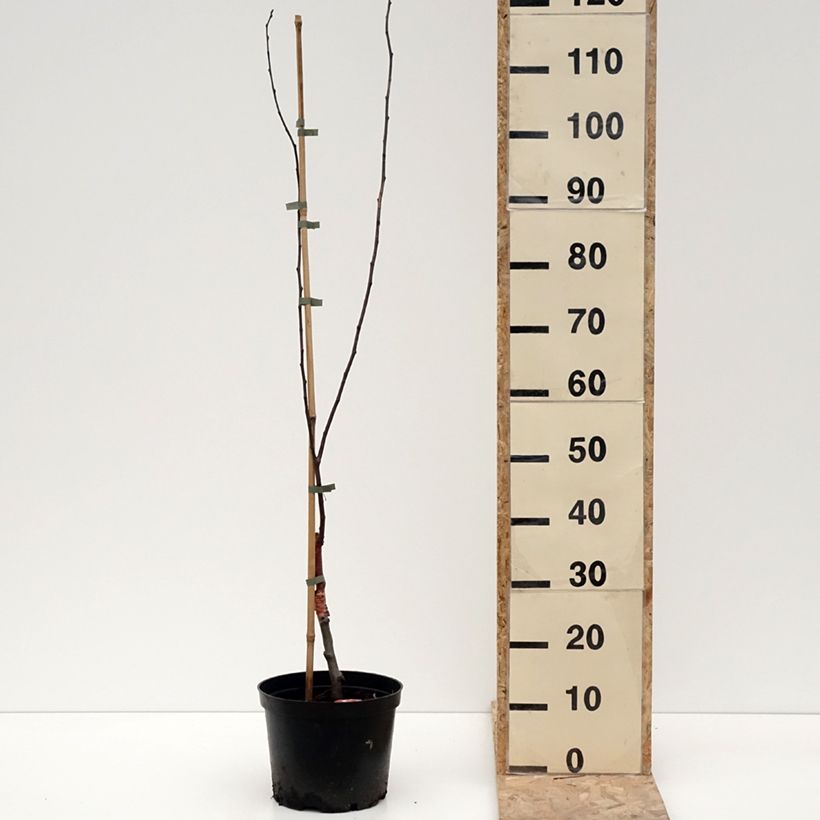 Malus Eleyi - Melo da fiore Vaso da 4L/5L esemplare consegnato in inverno