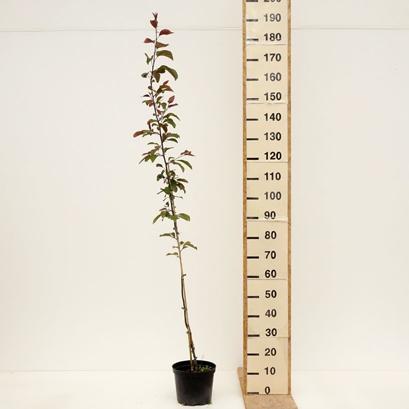 Example of Malus Eleyi - Melo da fiore Vaso da 4L/5L as you get in printemps