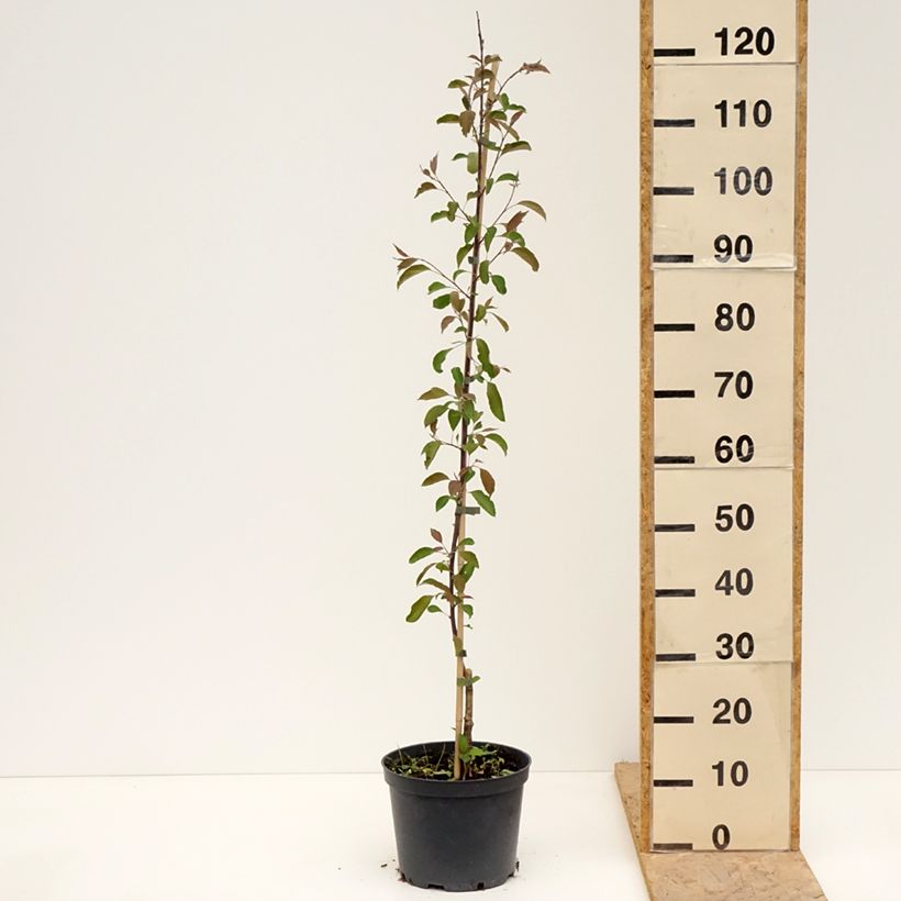 Malus Hopa - Melo da fiore Vaso da 4L/5L esemplare consegnato in primavera