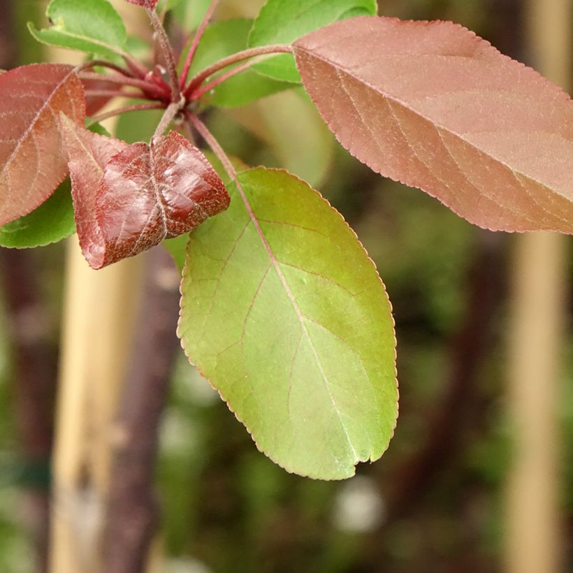 Malus Hyvingiensis - Melo da fiore (Fogliame)