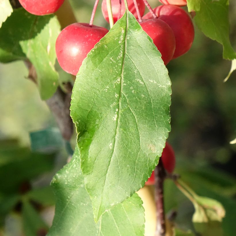Malus Ola - Melo da fiore (Foliage)