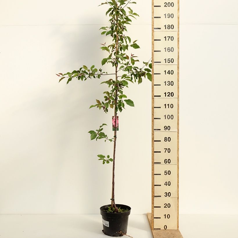 Example of Malus Ola - Melo da fiore Vaso da 7,5L/10L as you get in printemps