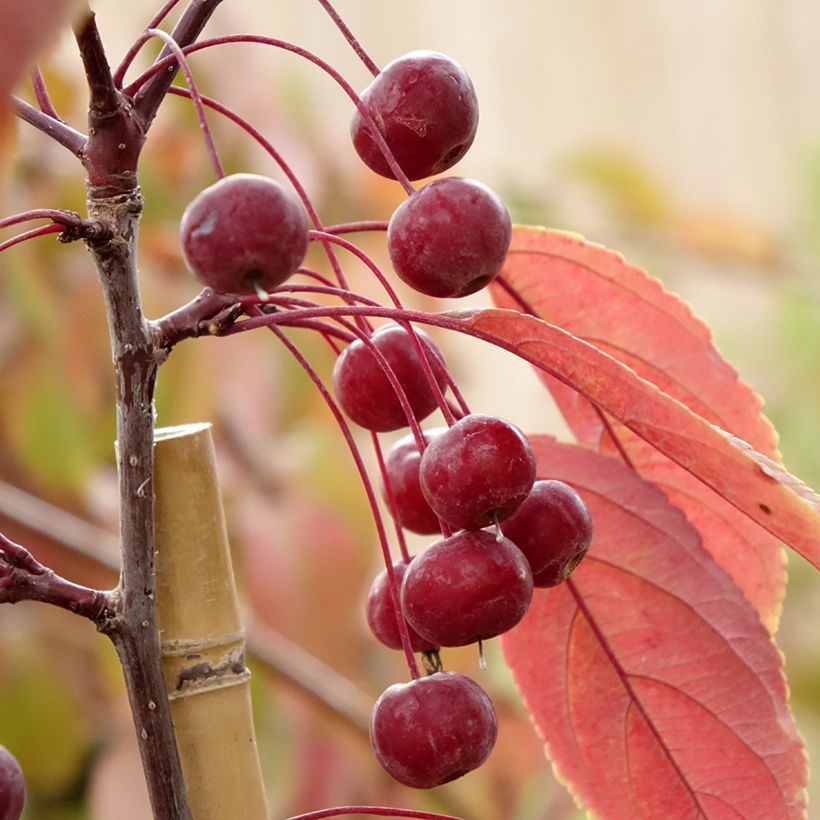 Malus Paul Hauber - Melo da fiore (Raccolta)
