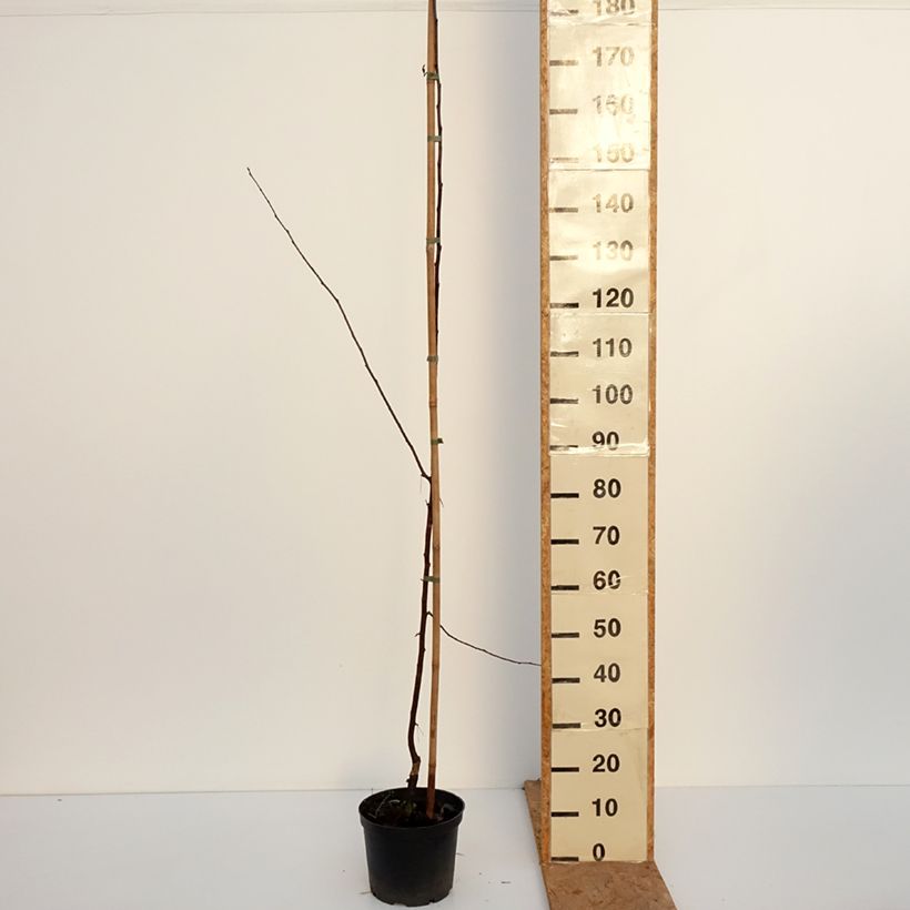 Esemplare di Malus Paul Hauber - Melo da fiore Vaso da 4L/5L come consegnato in autunno