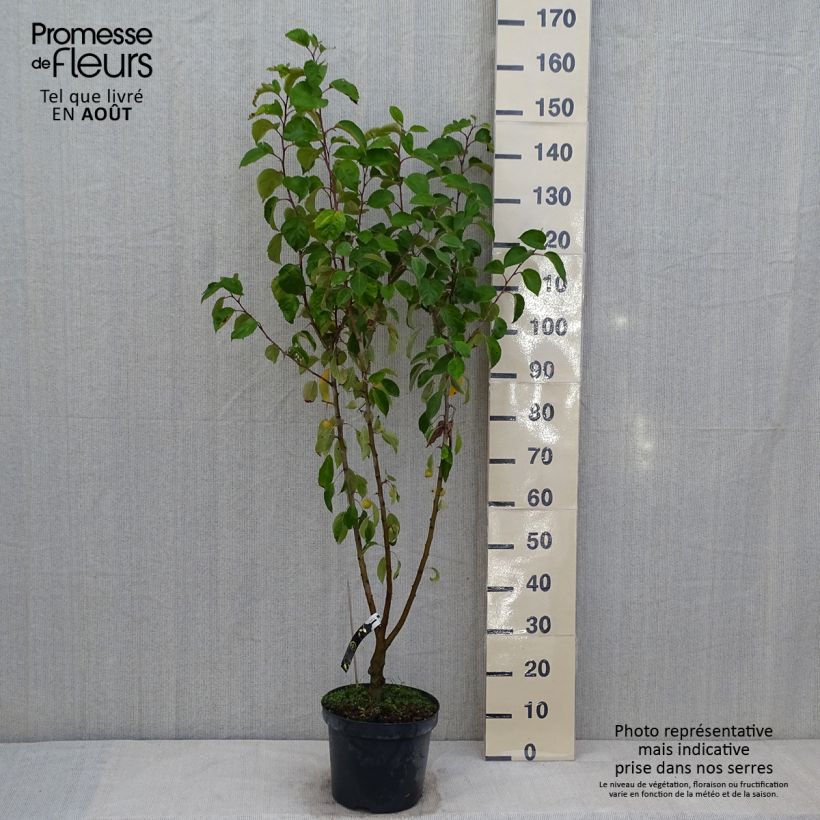 Esemplare di Malus Evereste 'Perpetu' - Melo da fiore Vaso da 7,5L/10L, Rosa a mini-alberello consegnato in estate