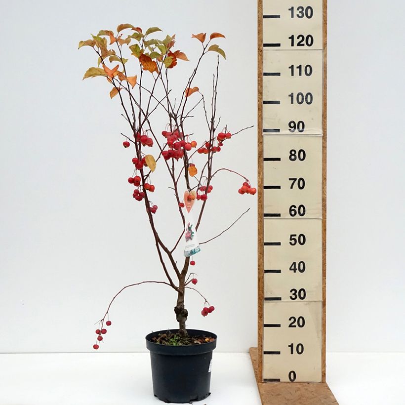 Esemplare di Malus Evereste 'Perpetu' - Melo da fiore Vaso da 7,5L/10L, Rosa a mini-alberello come consegnato in autunno