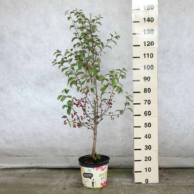 Esemplare di Malus Red Jewel - Melo da fiore Vaso da 7,5L/10L, Fuso consegnato in estate