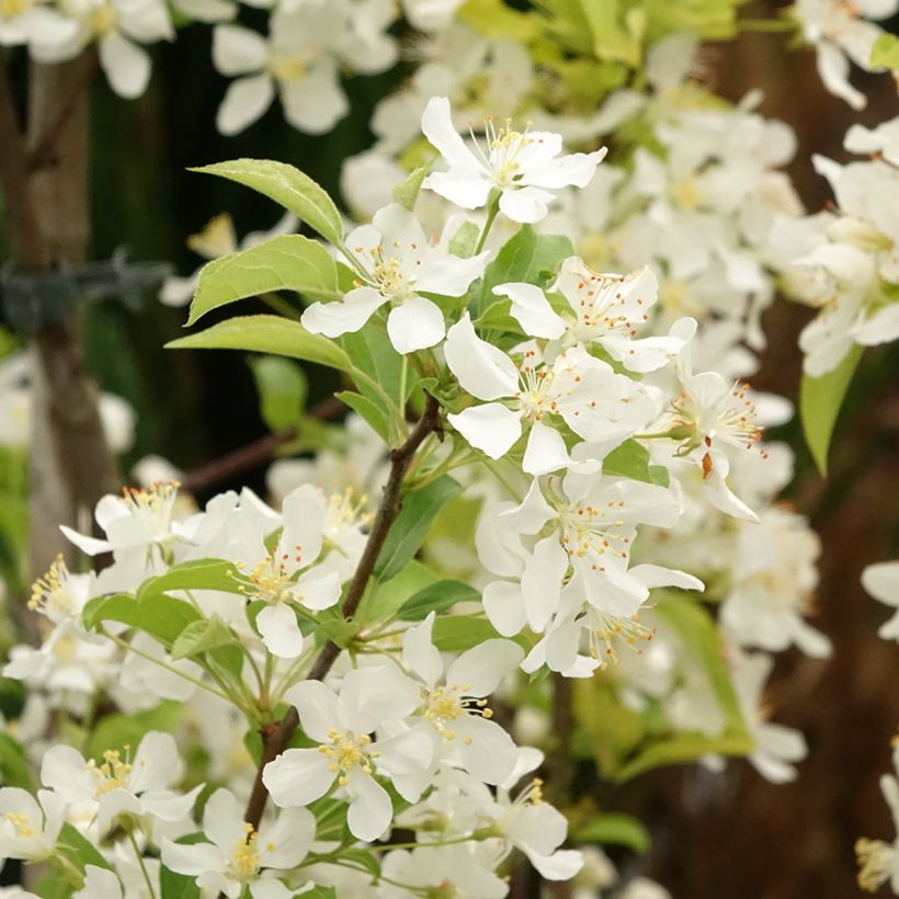 Malus Red Jewel - Melo da fiore (Fioritura)