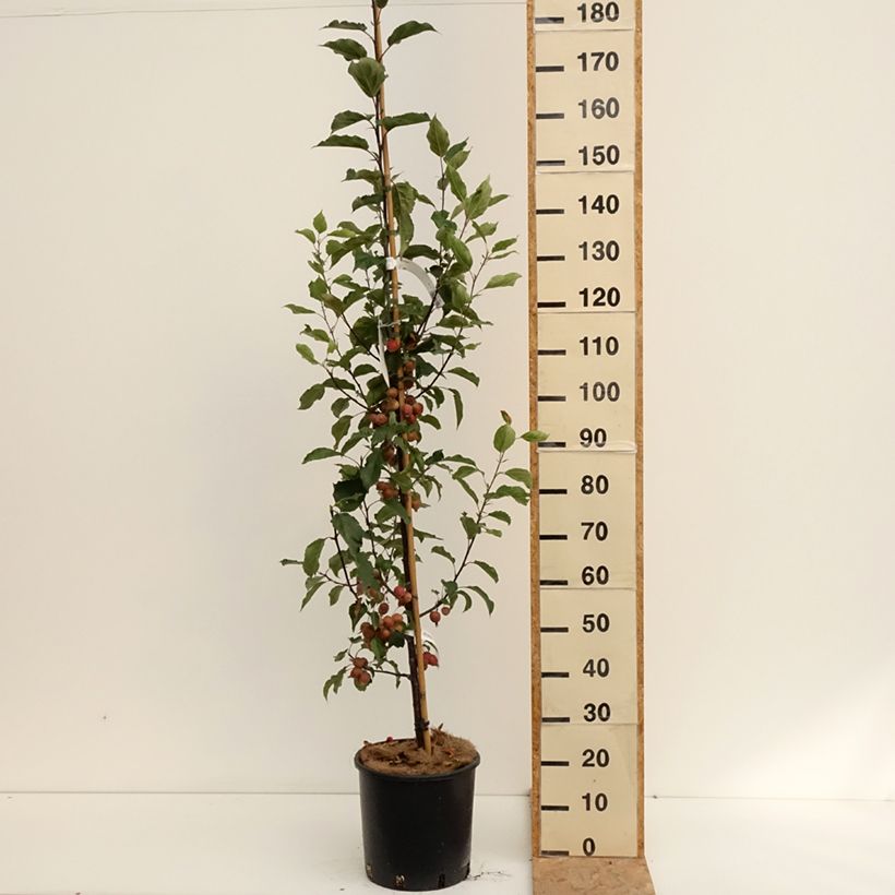Esemplare di Malus Red Obelisk - Melo da fiore Vaso da 12L/15L consegnato in estate