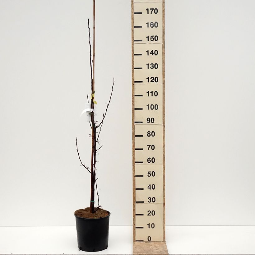 Example of Malus Red Obelisk - Melo da fiore Vaso da 12L/15L as you get in hiver