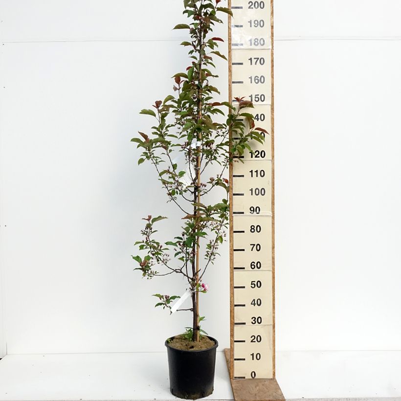 Malus Red Obelisk - Melo da fiore Vaso da 12L/15L esemplare consegnato in primavera