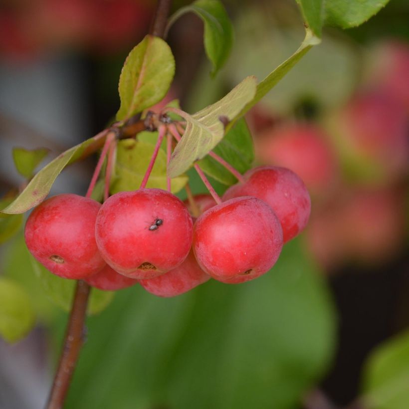Esempio di esemplare Pommier d'ornement - Malus Red Sentinel  Pot de 6L/7L come consegnato