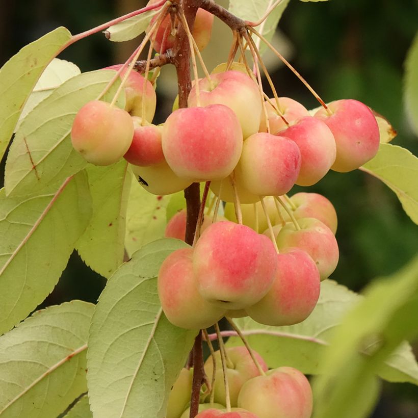 Malus Red Sentinel - Melo da fiore (Raccolta)