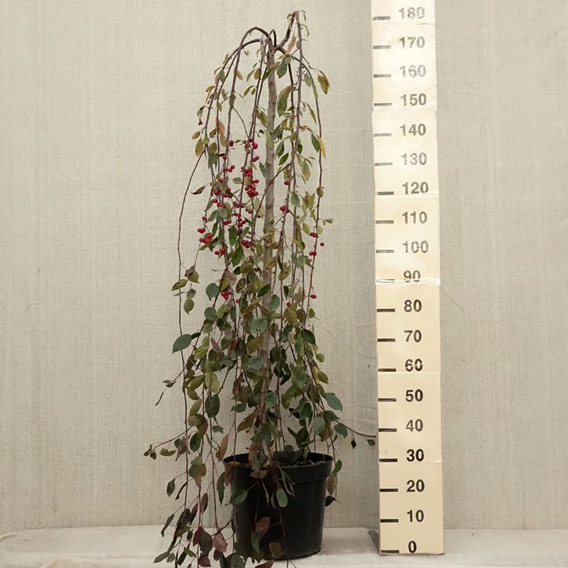 Esemplare di Pommier d'ornement - Malus Royal Beauty Pot de 7,5L/10L, Tige, Tige  de 100 cm come consegnato in autunno