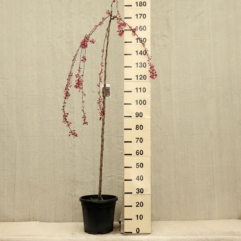 Example of Malus Royal Beauty - Melo da fiore Vaso da 7,5L/10L, Vaso impalcato as you get in printemps