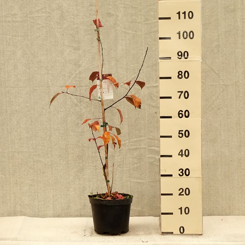 Esemplare di Malus Royalty - Melo da fiore Vaso da 4L/5L come consegnato in autunno