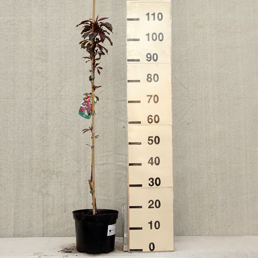 Malus Royalty - Melo da fiore Vaso da 4L/5L esemplare consegnato in primavera