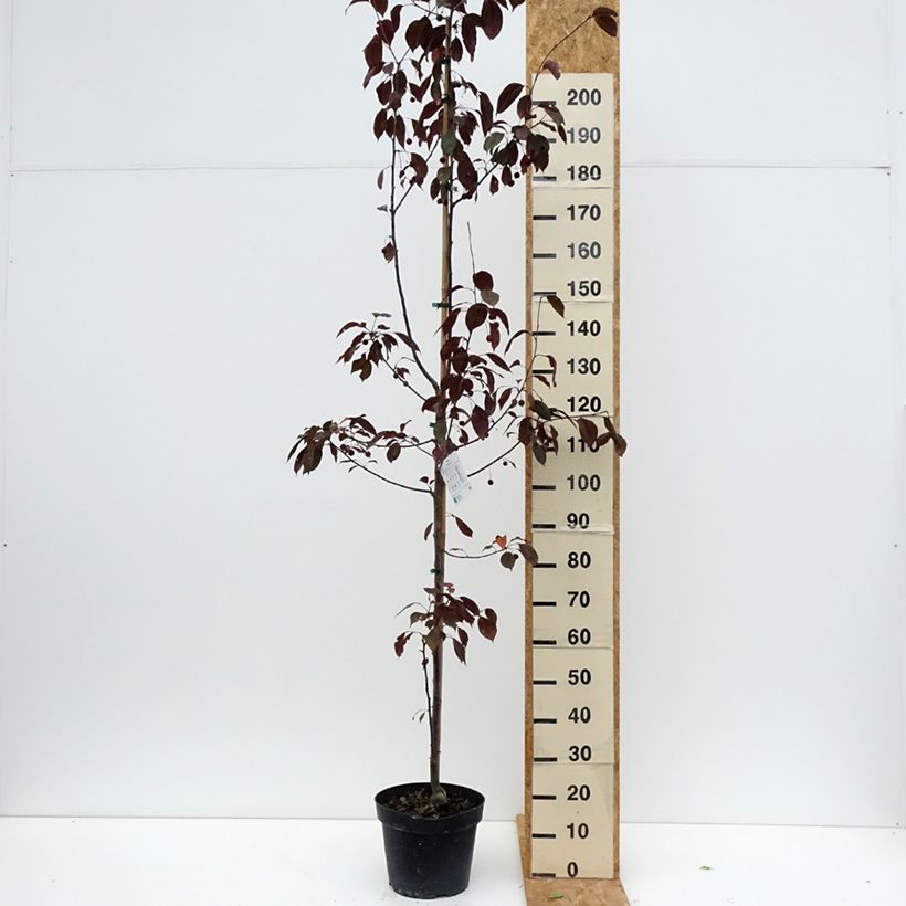 Esemplare di Malus Royalty - Melo da fiore Vaso da 7,5L/10L consegnato in estate