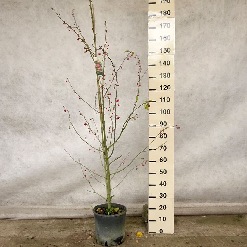 Esemplare di Malus Sugar Tyme - Melo da fiore Vaso da 12L/15L, Vaso impalcato come consegnato in autunno