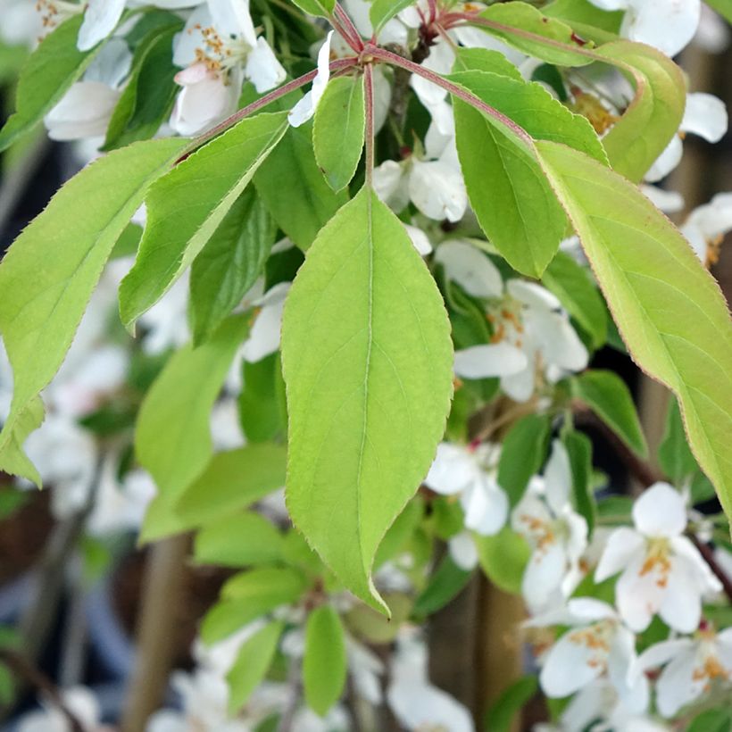 Malus Sugar Tyme - Melo da fiore (Foliage)