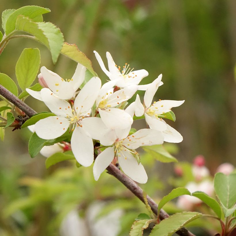 Malus toringo Brouwers Beauty - Melo da fiore (Flowering)