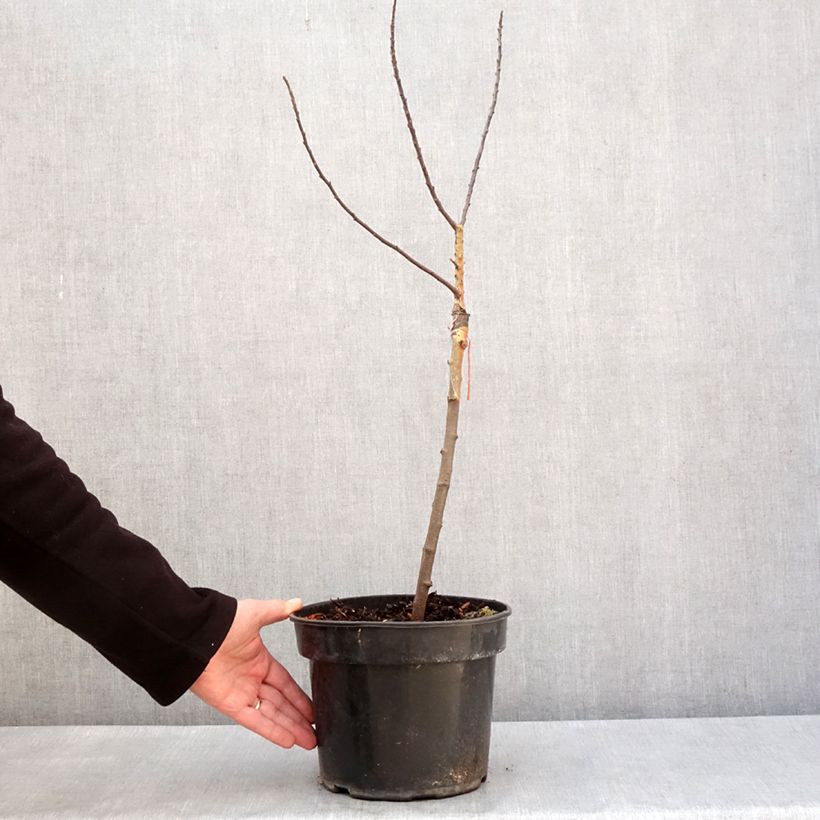 Pommier d'ornement POM'ZAI - Malus Vaso da 4L/5L, Vaso impalcato esemplare consegnato in inverno