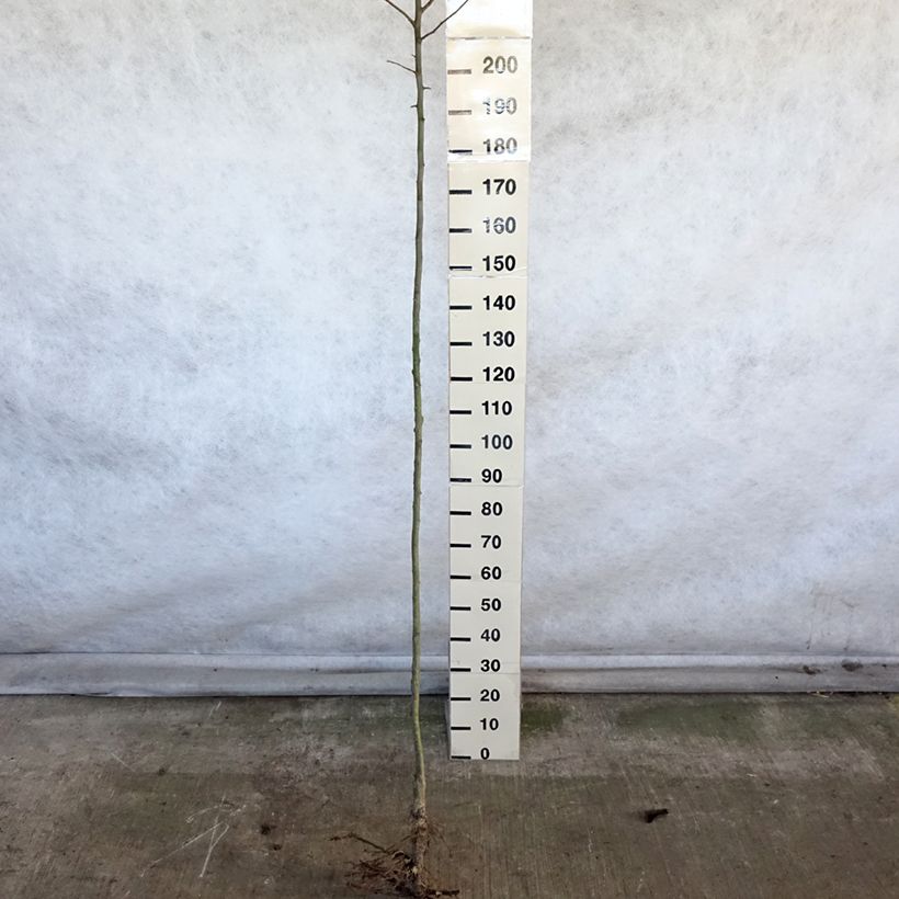 Melo Double Belle Fleur Piante grandi a radice nuda, Vaso impalcato alto esemplare consegnato in inverno