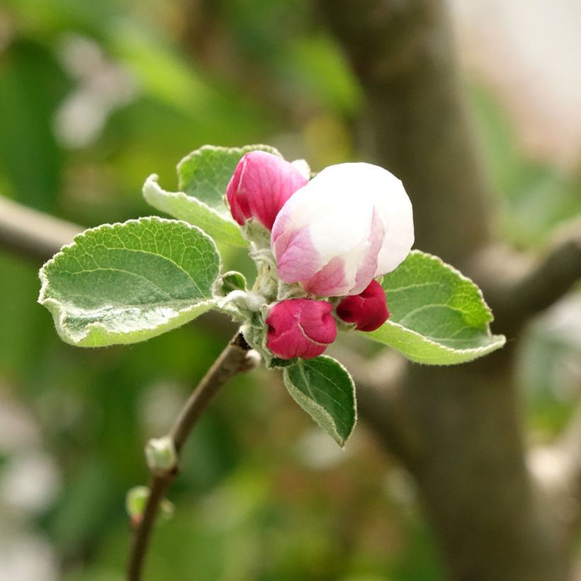 Melo Double Belle Fleur (Fioritura)