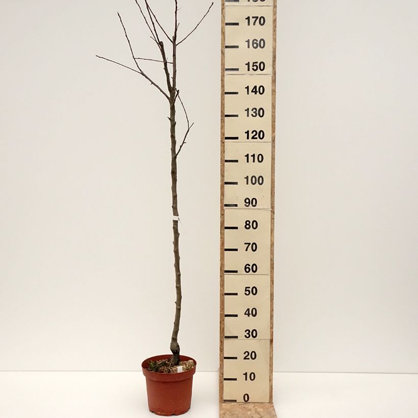Pommier Double Belle Fleur Pot de 7,5L/10L, Demi-Tige esemplare consegnato in inverno