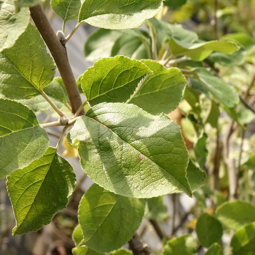 Melo Double Belle Fleur (Fogliame)