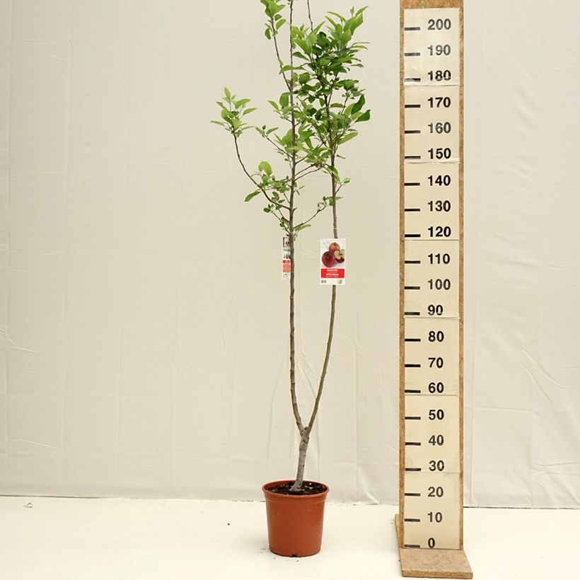 Pommier Duo Gala et Golden Delicious Vaso da 7,5L/10L esemplare consegnato in primavera