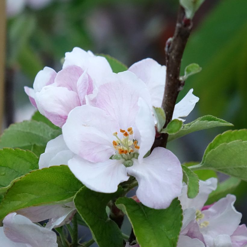 Melo Elstar (Fioritura)