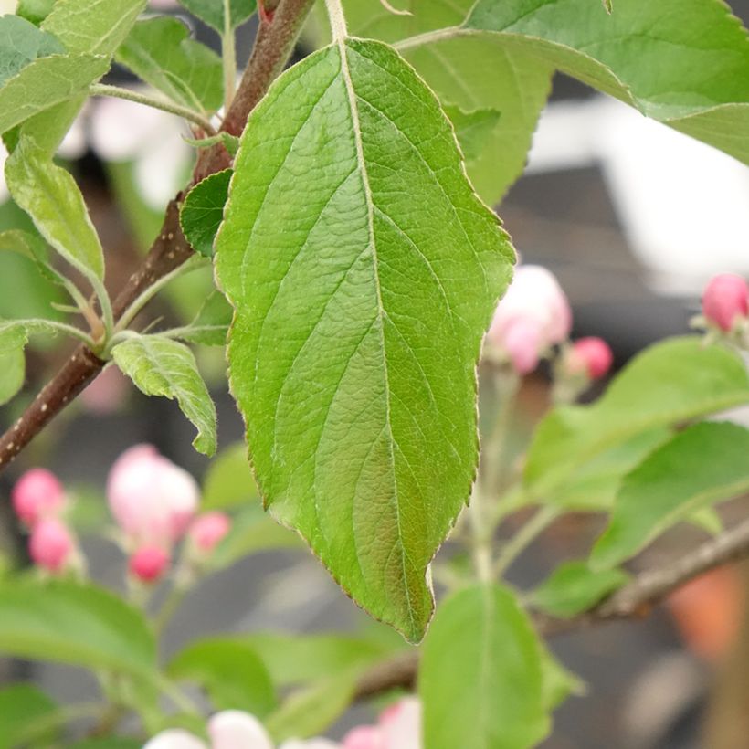 Melo Gala (Fogliame)