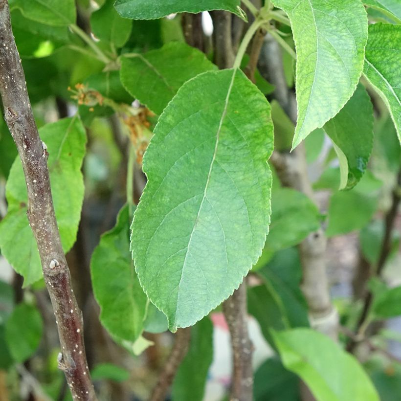 Melo Gloster (Fogliame)