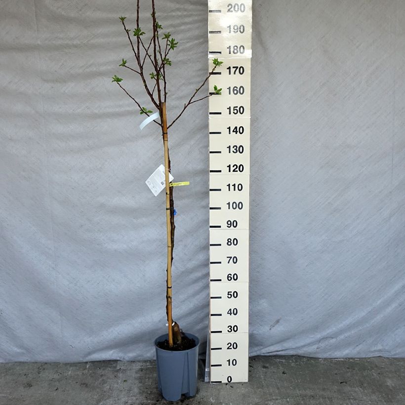 Example of Melo Golden Delicious Vaso da 7,5L/10L, Vaso impalcato medio as you get in printemps