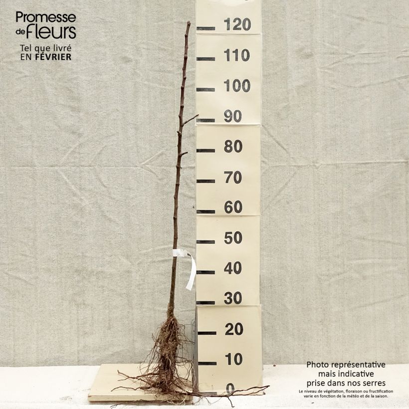 Example of Melo Grand Alexandre Piante grandi a radice nuda, Astone as you get in hiver