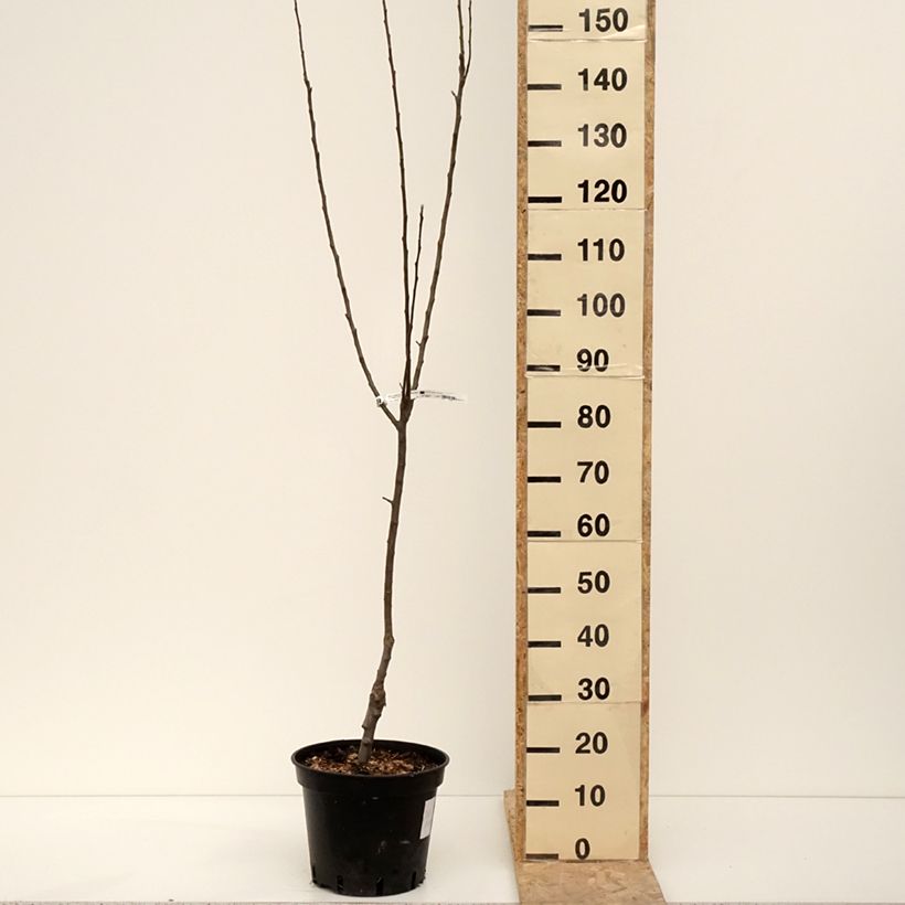 Pommier Granny Smith Pot de 7,5L/10L, Gobelet esemplare consegnato in inverno