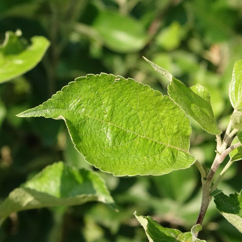 Melo Harmonie (Foliage)