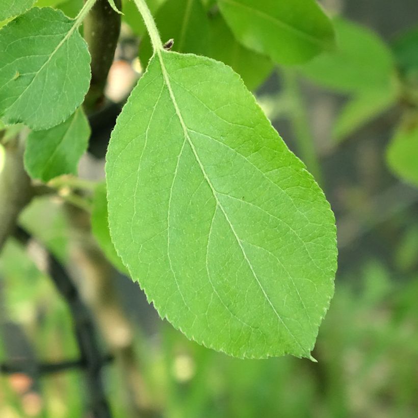 Melo Jacques Lebel (Fogliame)