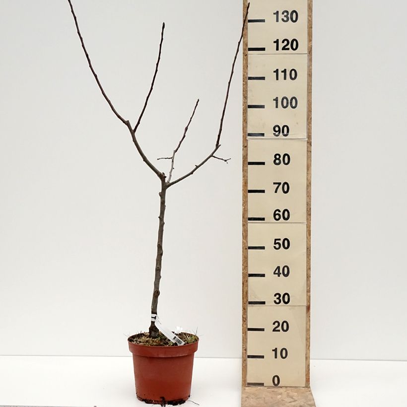 Melo Jacques Lebel Vaso da 7,5L/10L, Vasetto esemplare consegnato in inverno