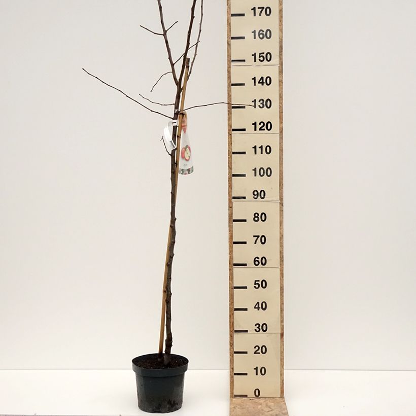 Melo Jonagold Vaso da 7,5L/10L, Vaso impalcato medio esemplare consegnato in inverno