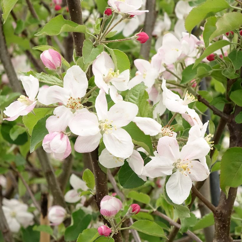 Melo Jonagold (Flowering)