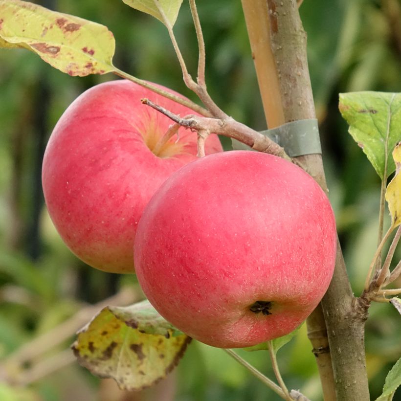 Melo Kantówka Gdańska (Harvest)