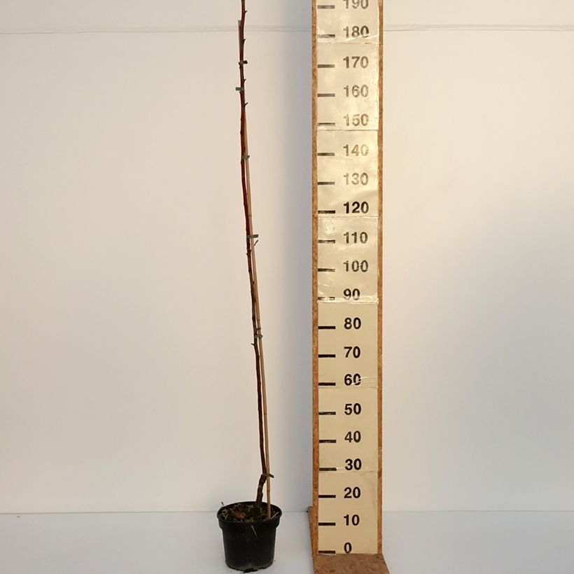 Esemplare di Melo Kantówka Gdańska Vaso da 4L/5L, Astone come consegnato in autunno