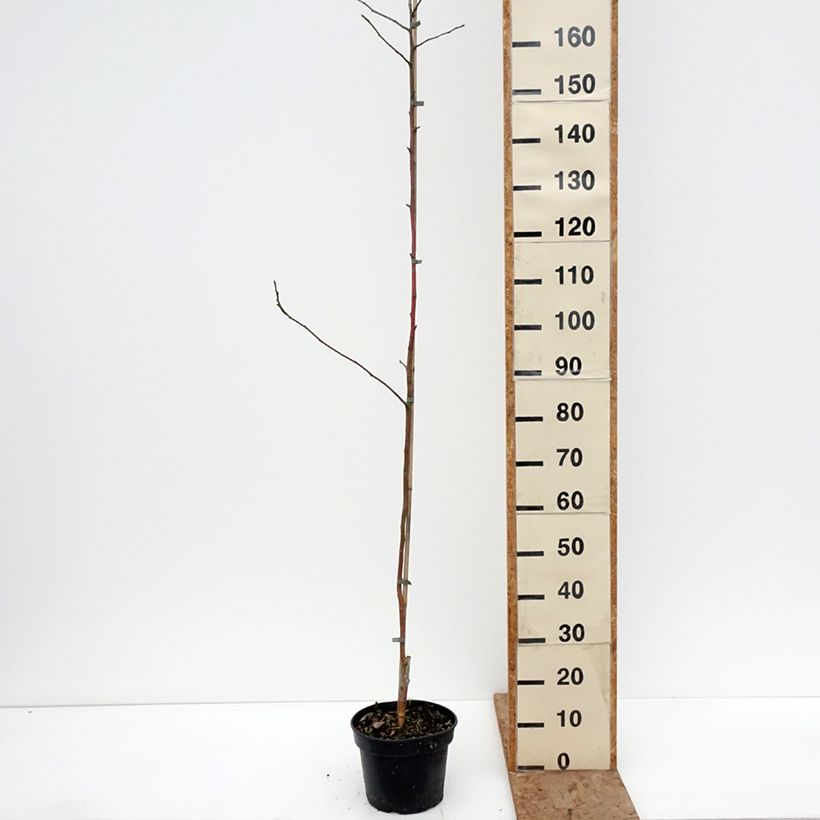 Example of Melo Kantówka Gdańska Vaso da 4L/5L, Astone as you get in hiver