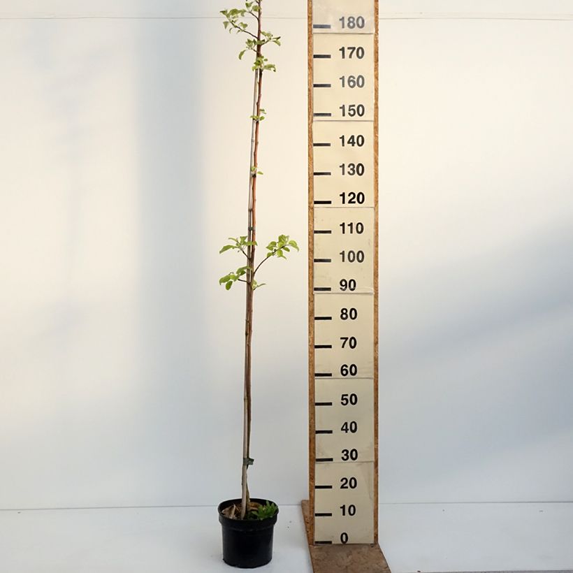 Melo Kantówka Gdańska Vaso da 4L/5L, Astone esemplare consegnato in primavera
