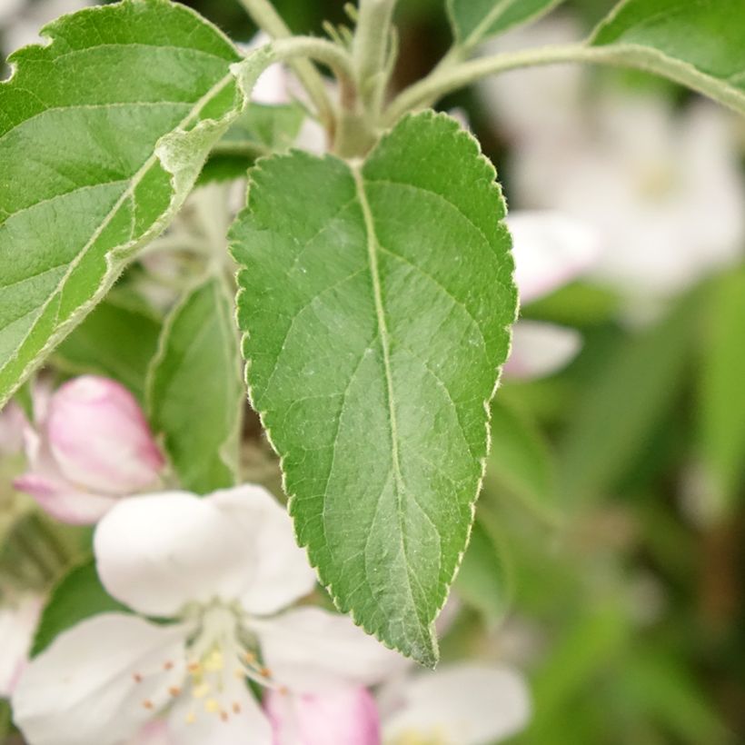 Melo Karneval (Fogliame)