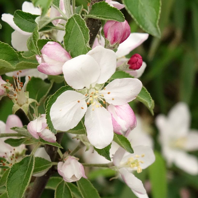 Melo Karneval (Fioritura)
